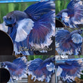 Halfmoon Feathertail Super Dumbo Ear Blue Butterfly Betta Fish Male
