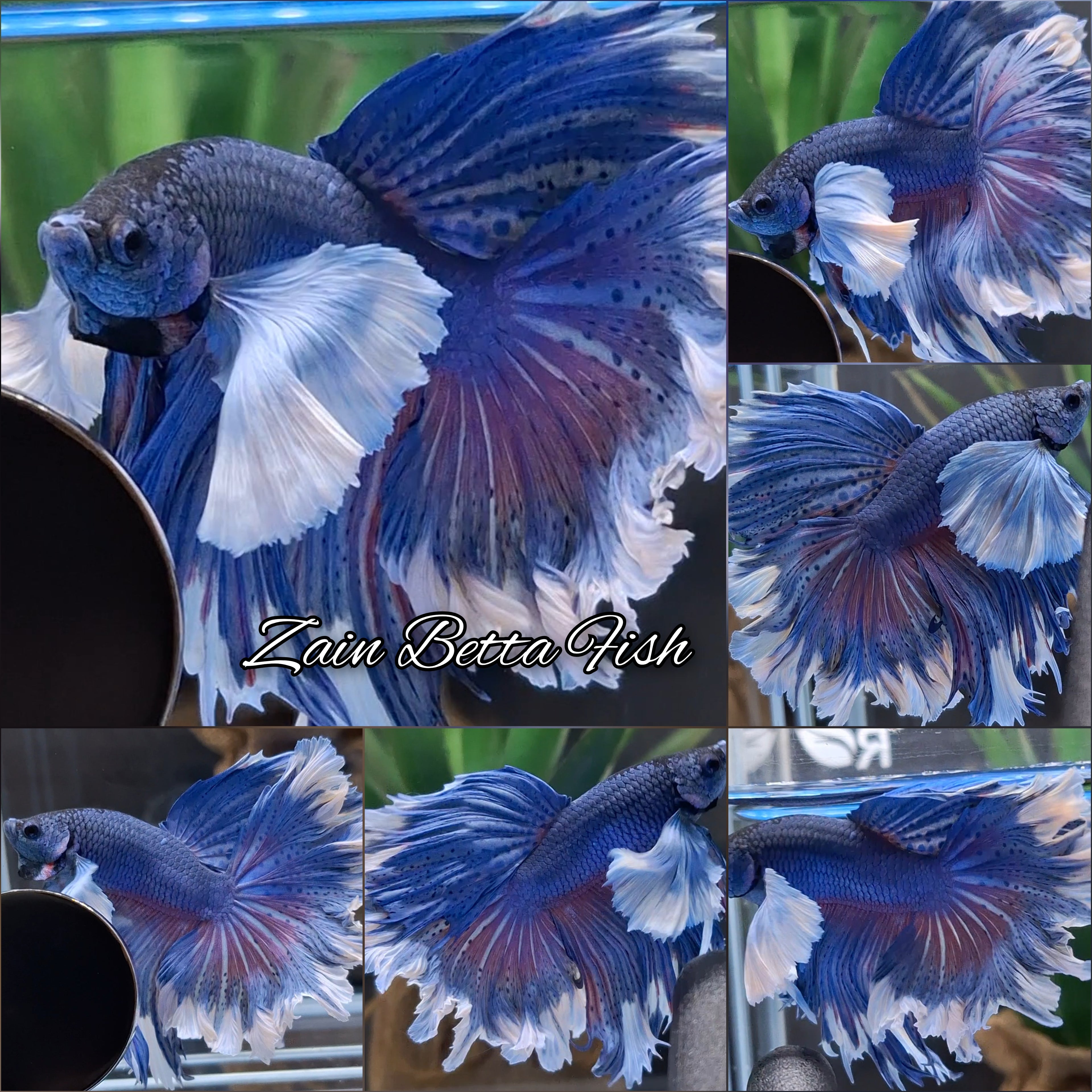 Halfmoon Feathertail Super Dumbo Ear Blue Butterfly Betta Fish Male