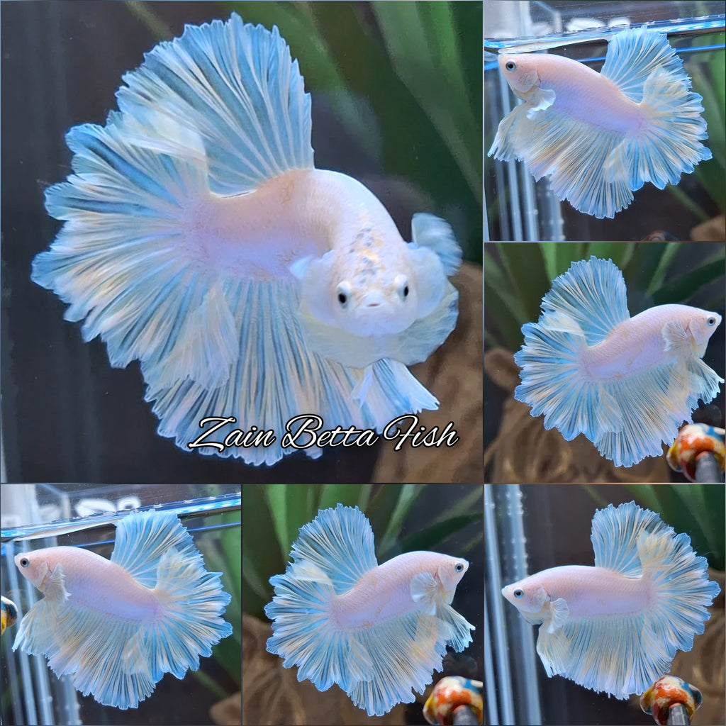 King Feathertail Soft Gold Unicorn Rare Betta Fish Male