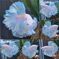 King Feathertail Soft Gold Unicorn Rare Betta Fish Male