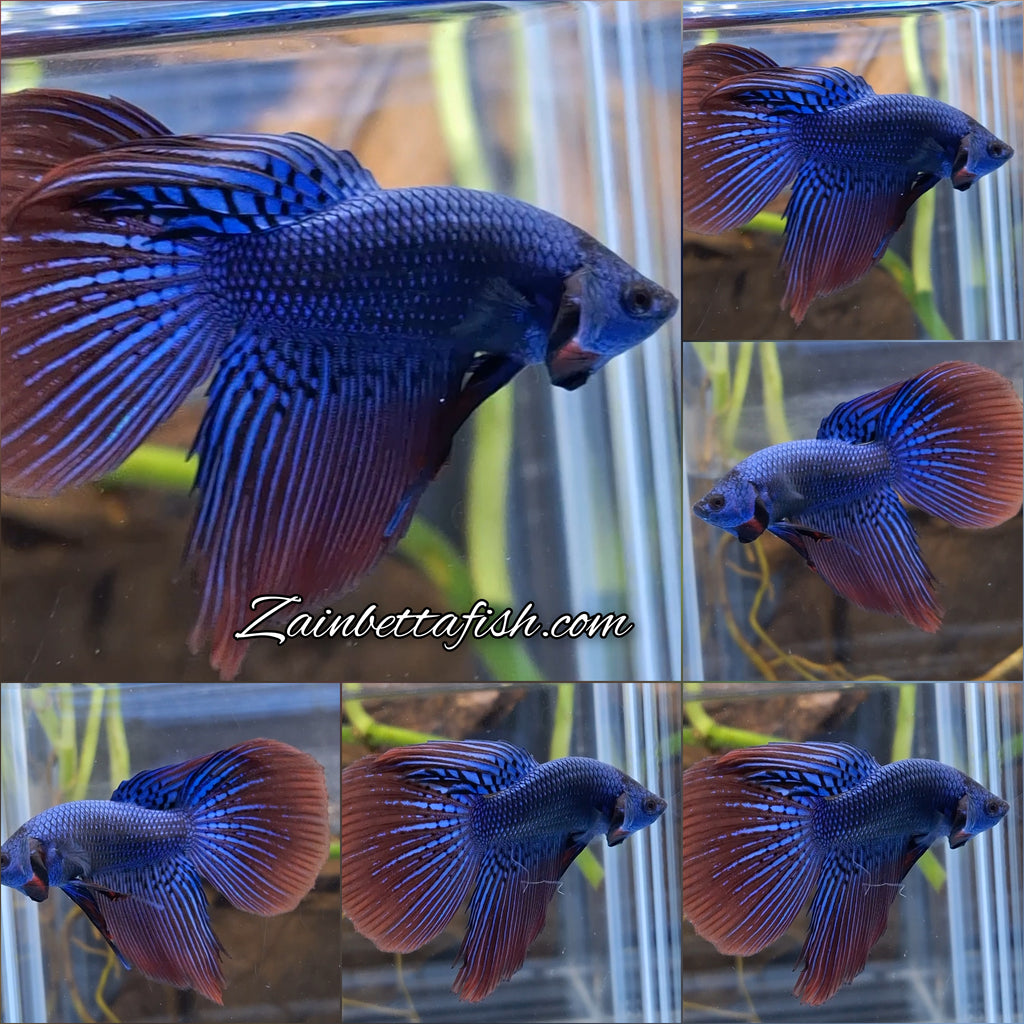 Alien Long Fins Blue Delta Tail Rare Wild Betta Fish Male