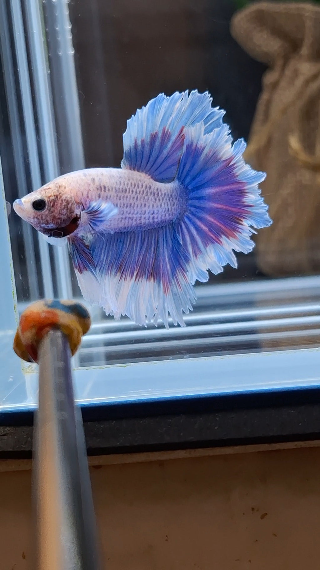 Feathertail Grizzle Aurora Purple Butterfly Betta Fish Male