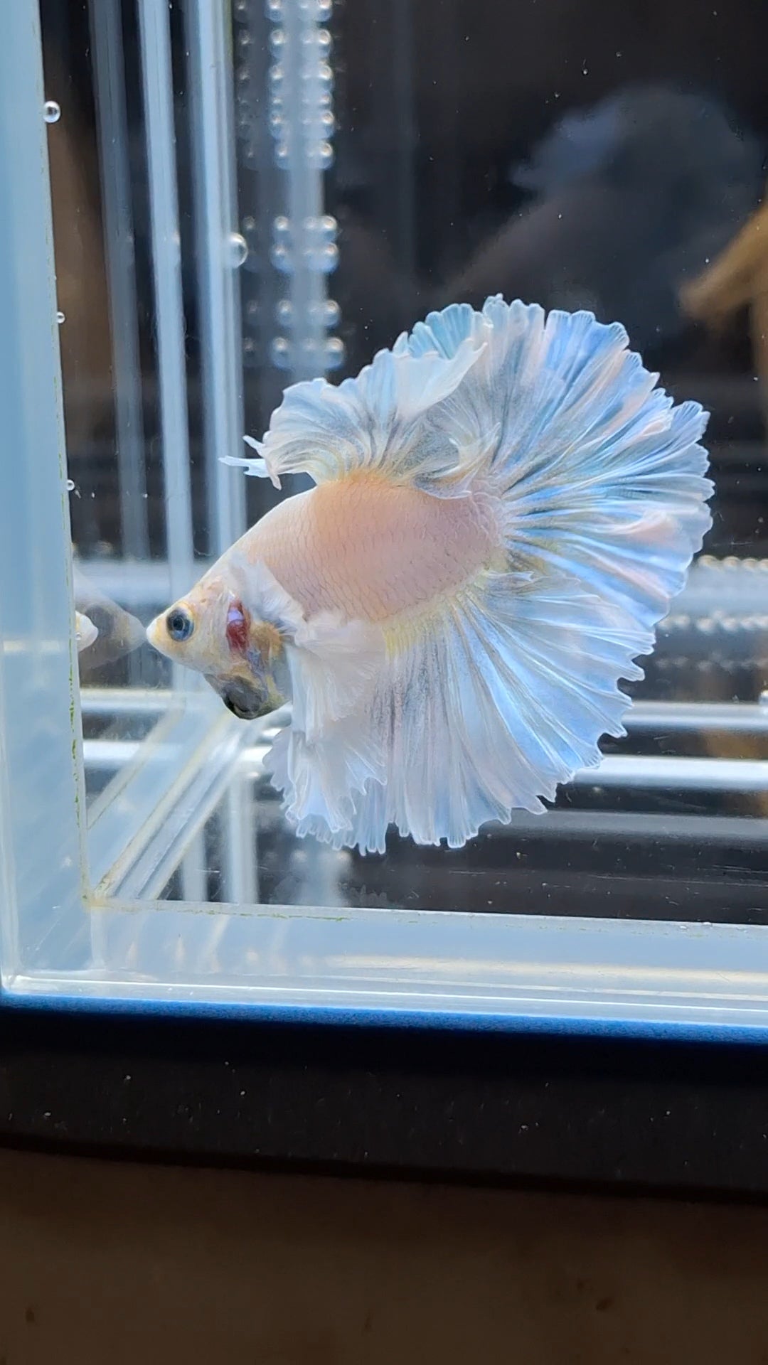 Junior King Feathertail Dumbo Ear Blue Sky Betta Fish Male