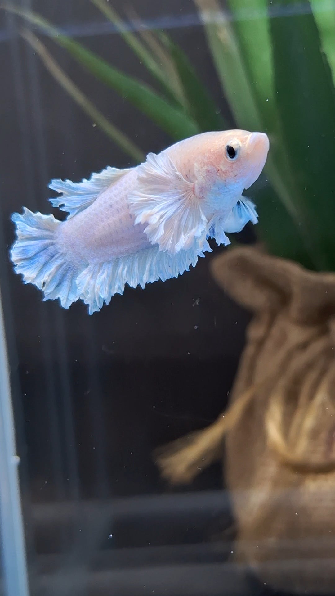 King Feathertail Rose Dumbo Ear Female Betta Fish For Sorority / Breed