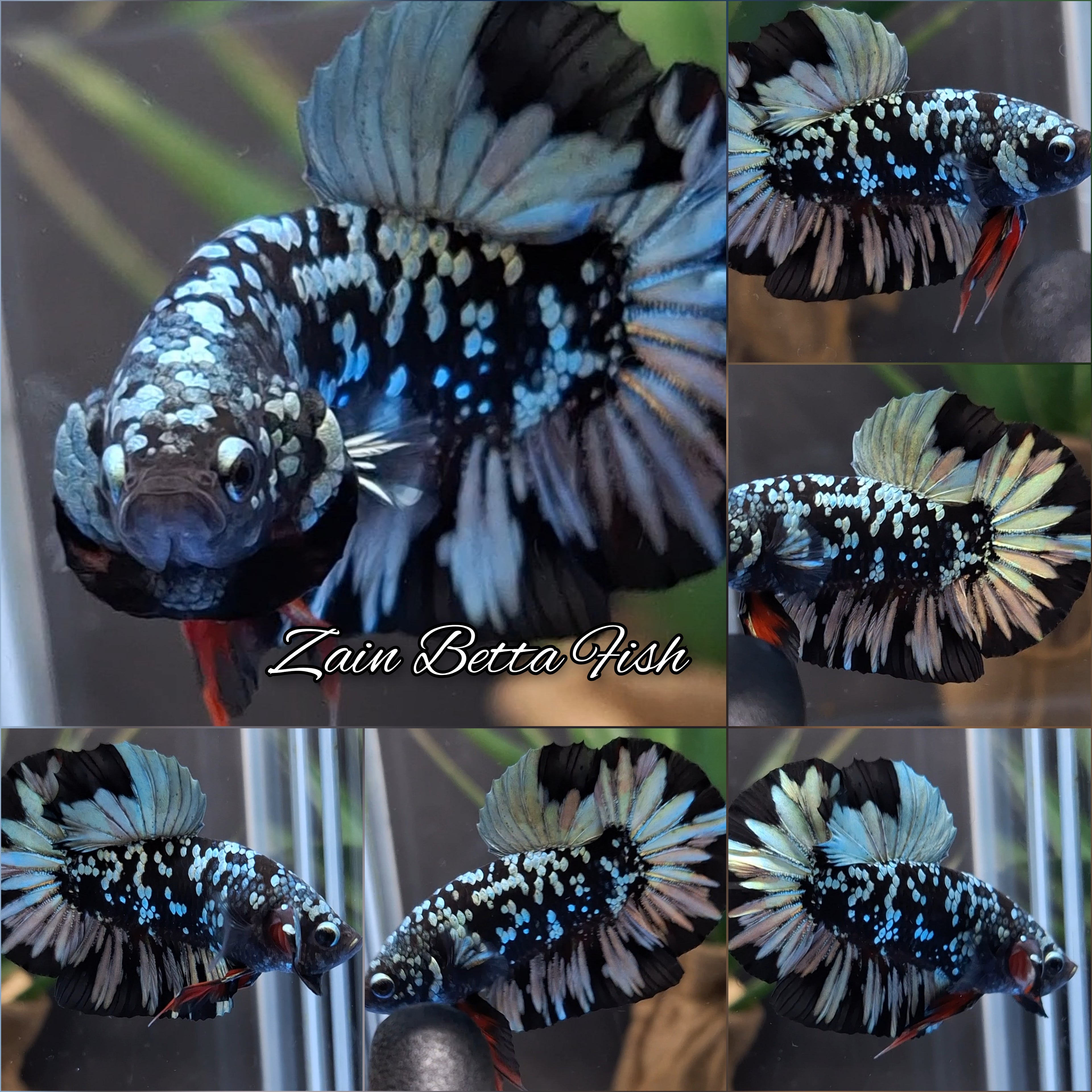 Avatar Blackstar Copper HMPK Betta Fish Male