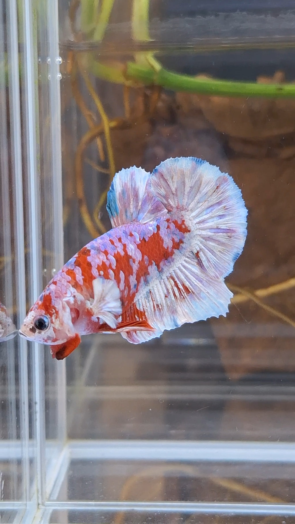 Barongsai Plakat HMPK Betta Fish Male