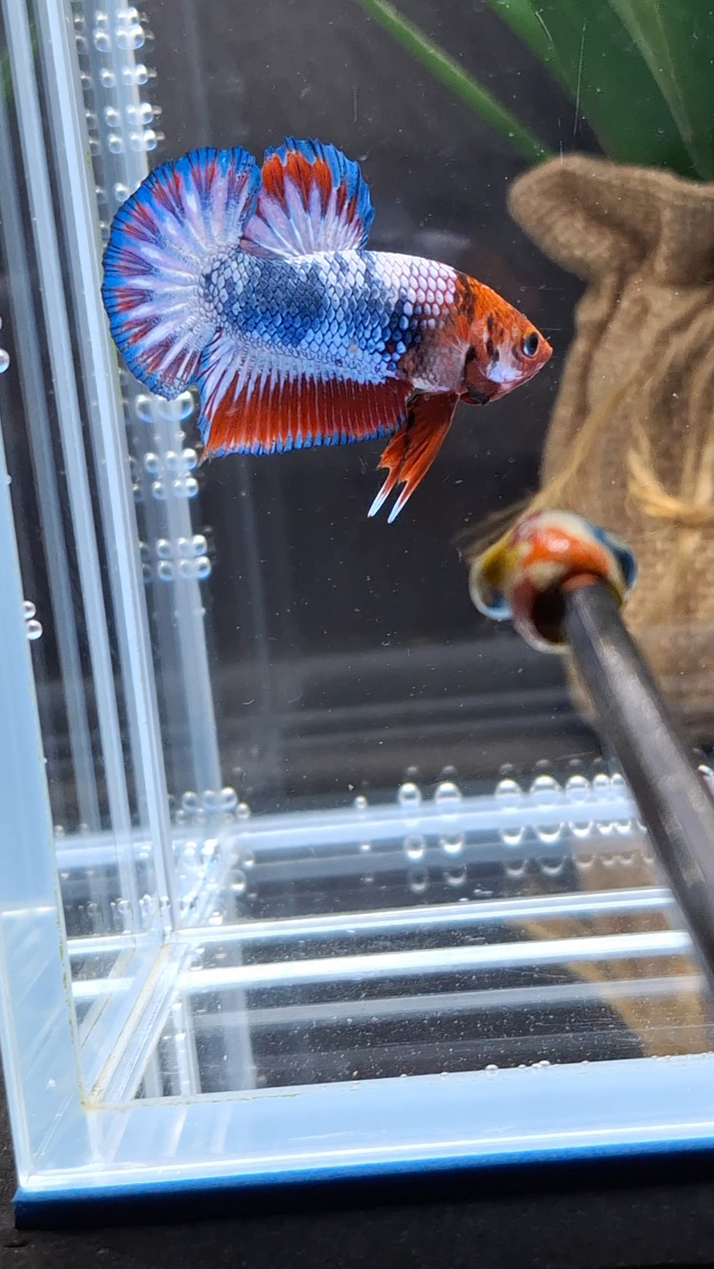 Fancy White Scale Plakat HMPK Betta Fish Male