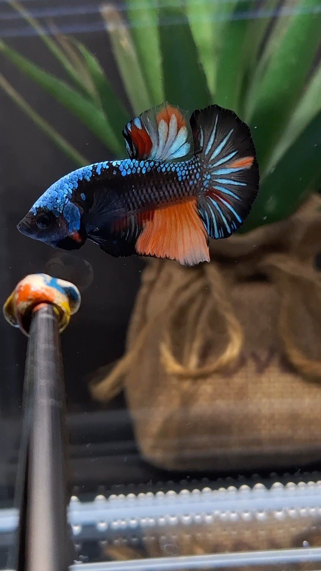 Avatar Black Variation Plakat HMPK Betta Fish