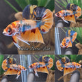 Candy Koi Copper Variant HMPK Betta Fish Male