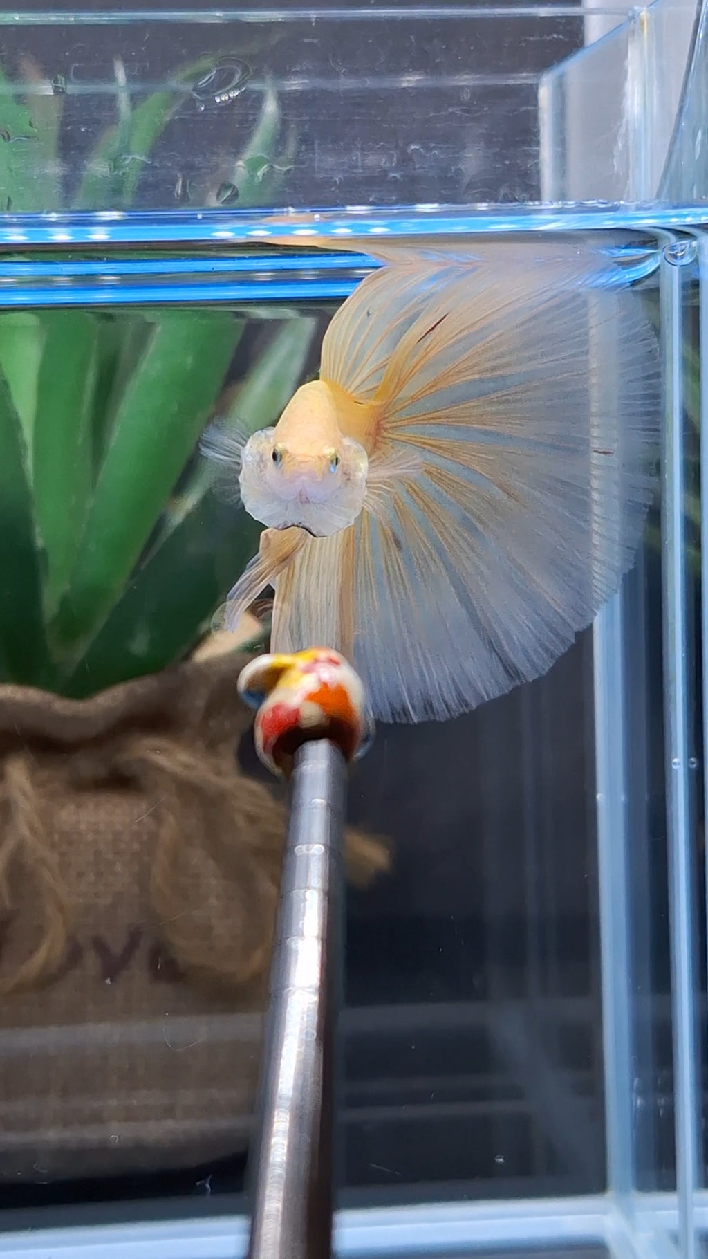 Over Halfmoon Yellow Solid Premium Betta Fish Male