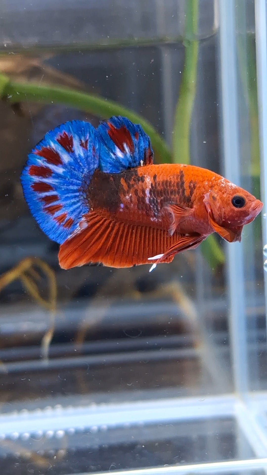 Red Hellboy Bold Fancy Blue Tail Plakat HMPK Betta Fish Male