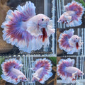 King Feathertail Halfmoon Dumbo Rose Ear Pink Purple Butterfly Premium Betta Fish Male