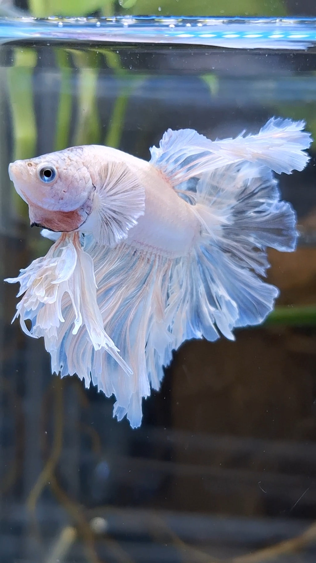 King Feathertail Betta Fish Male