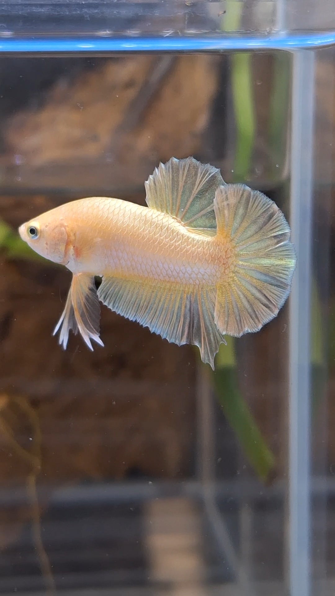 Gold Plakat HMPK Betta Fish Male