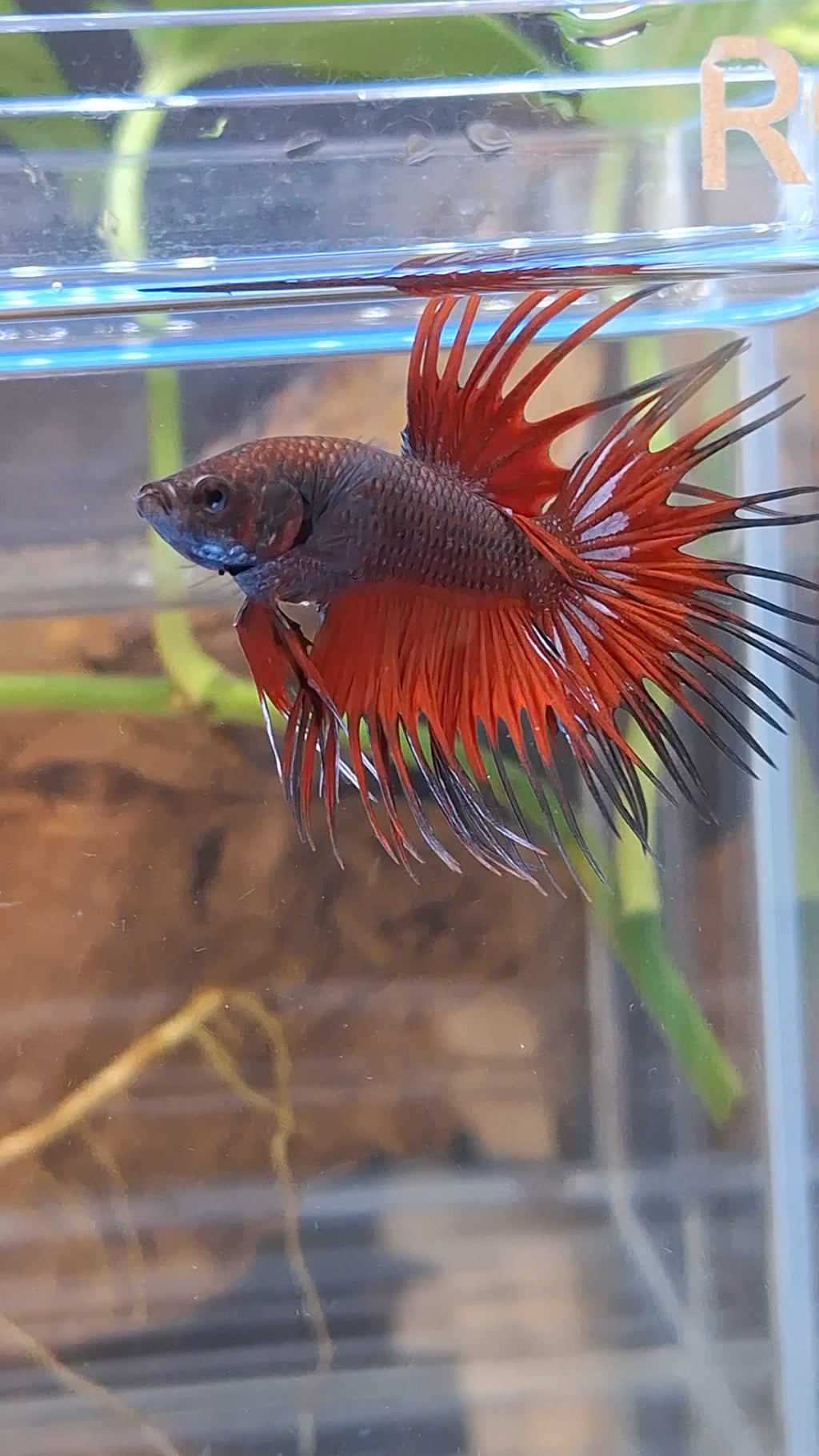 Crowntail Vampire Dark Red Betta Fish Male