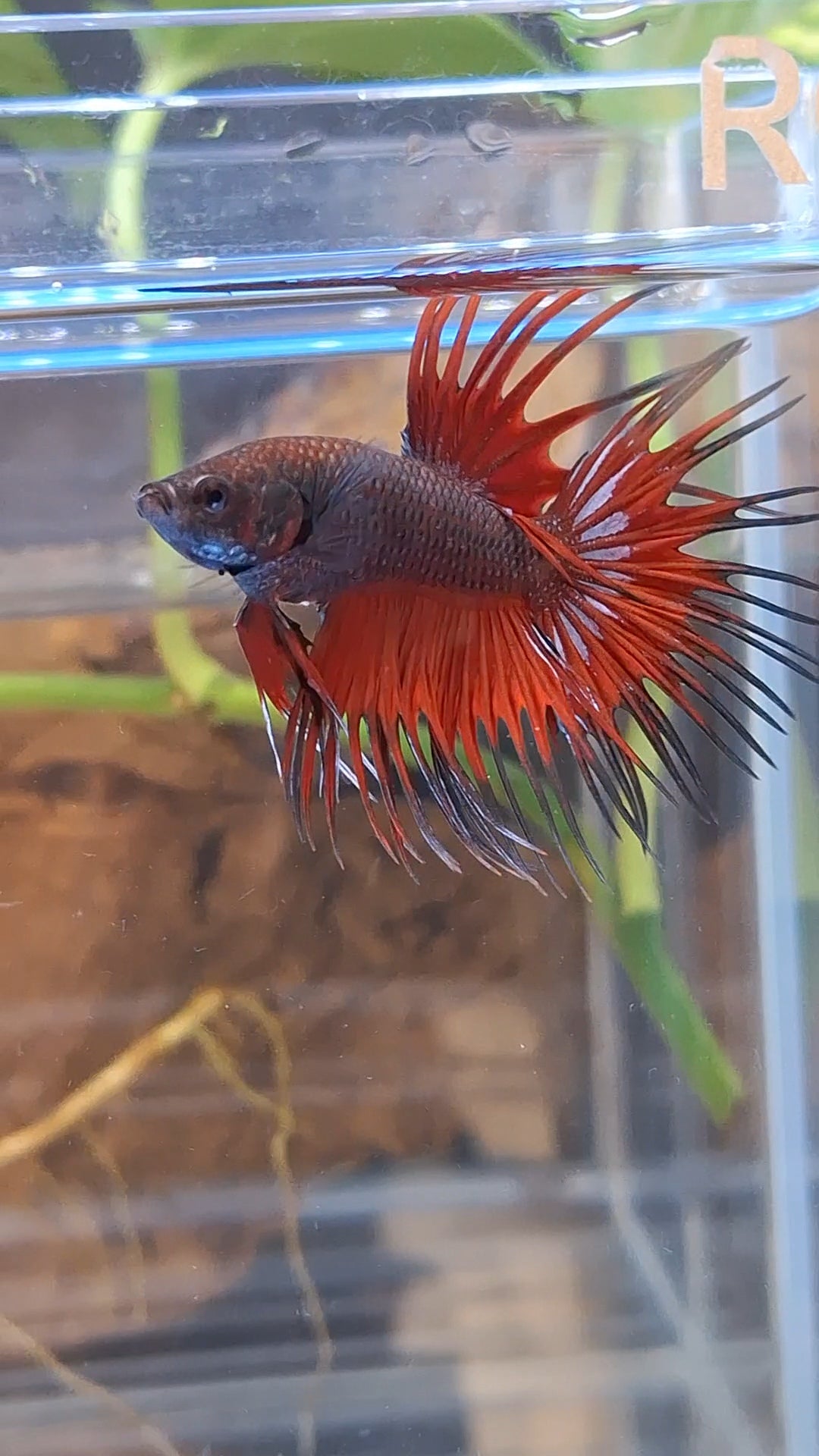 Crowntail Vampire Dark Red Betta Fish Male