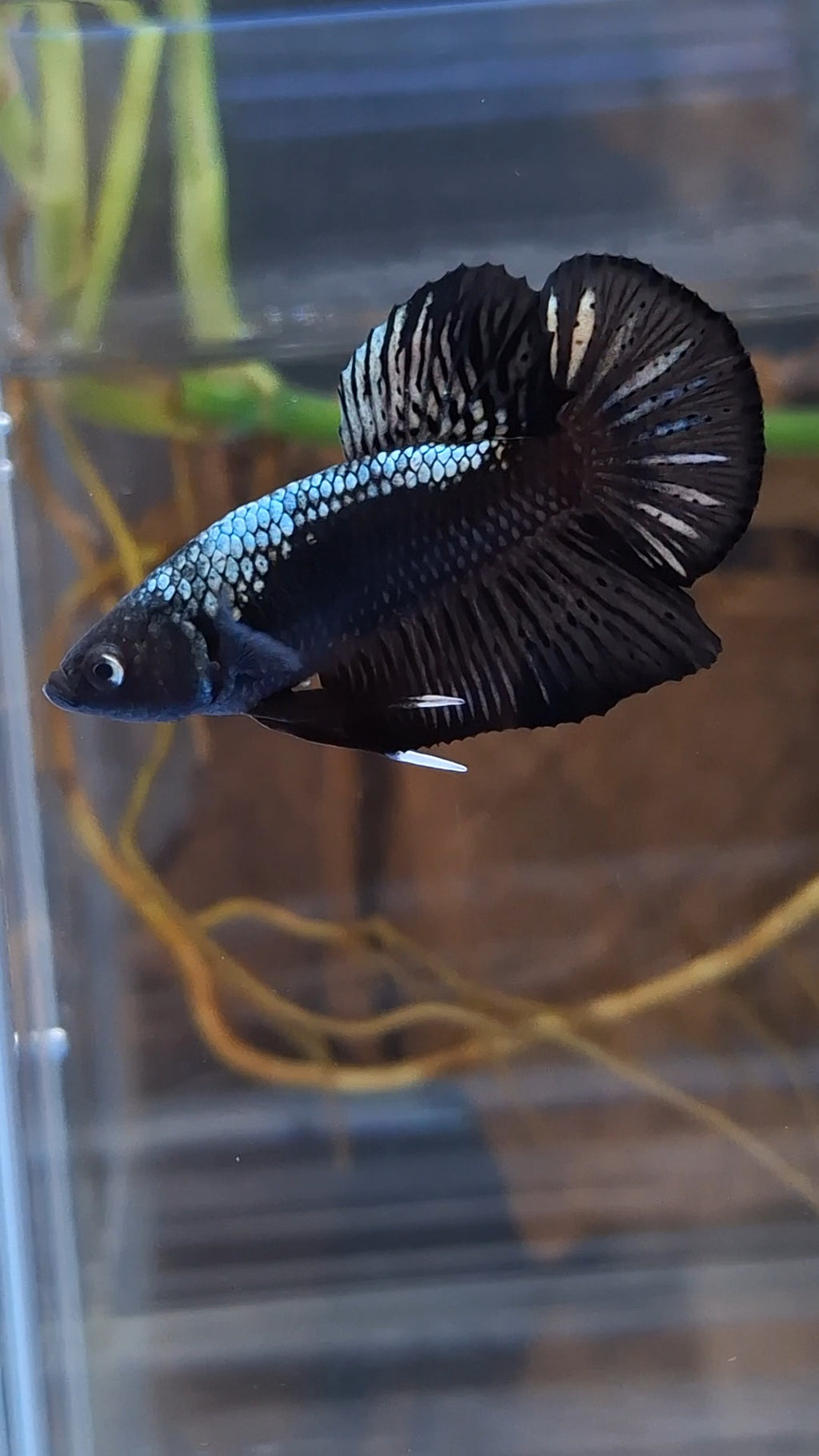 Samurai Plakat HMPK Betta Fish Male