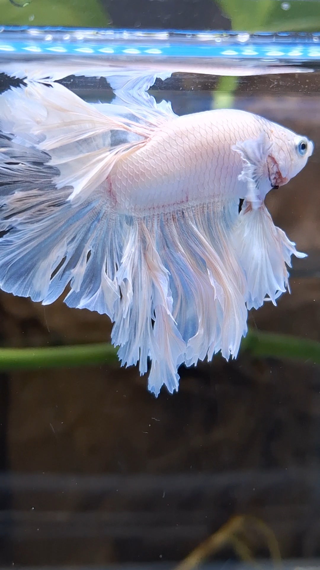 King Feathertail Betta Fish Male