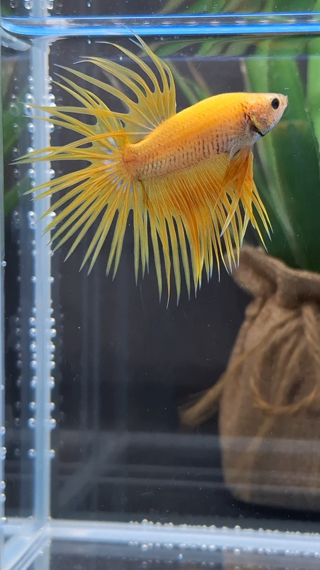 Crowntail Yellow Pineapple Betta Fish Male