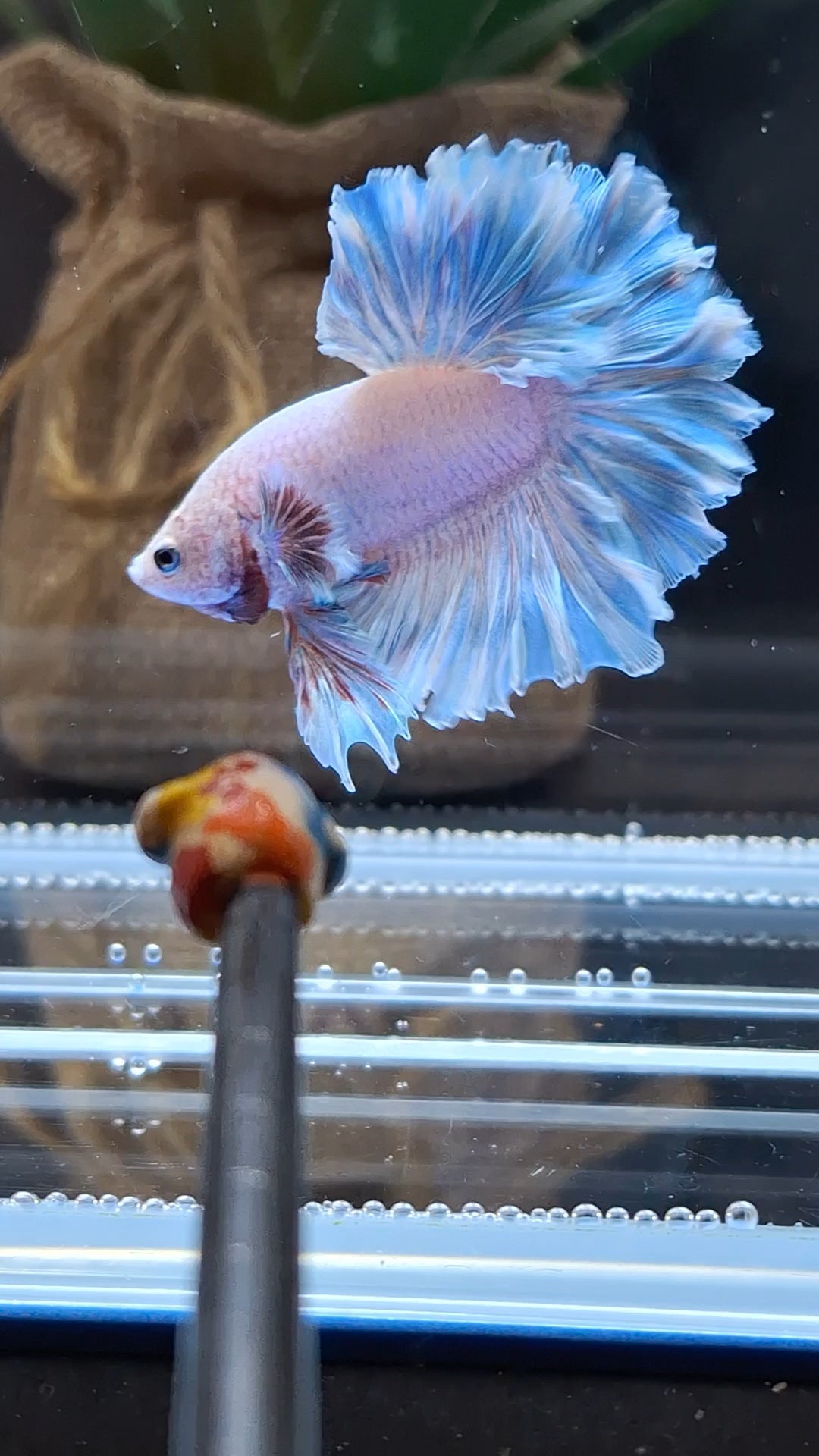 King Feathertail Blue Sky Betta Fish Male