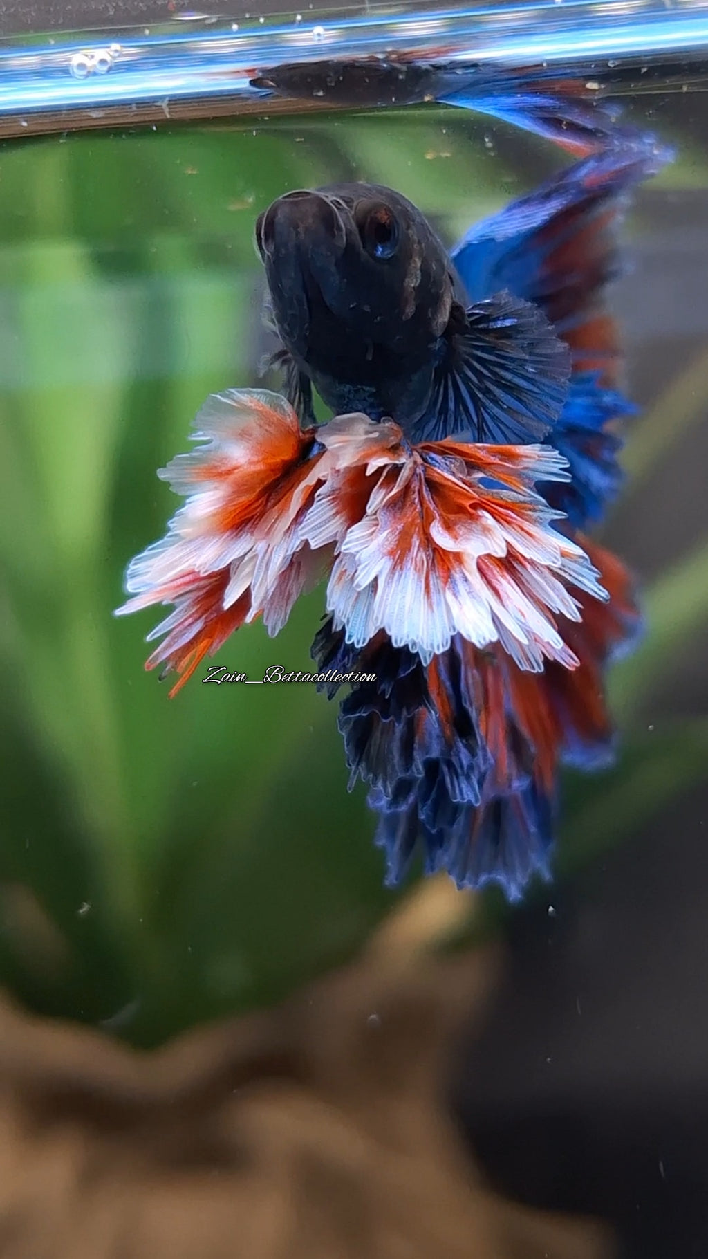 King Rosetail Super Premium Rare Betta Fish Male