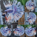 Crowntail Dumbo Ear Supper Rare Betta Fish Male