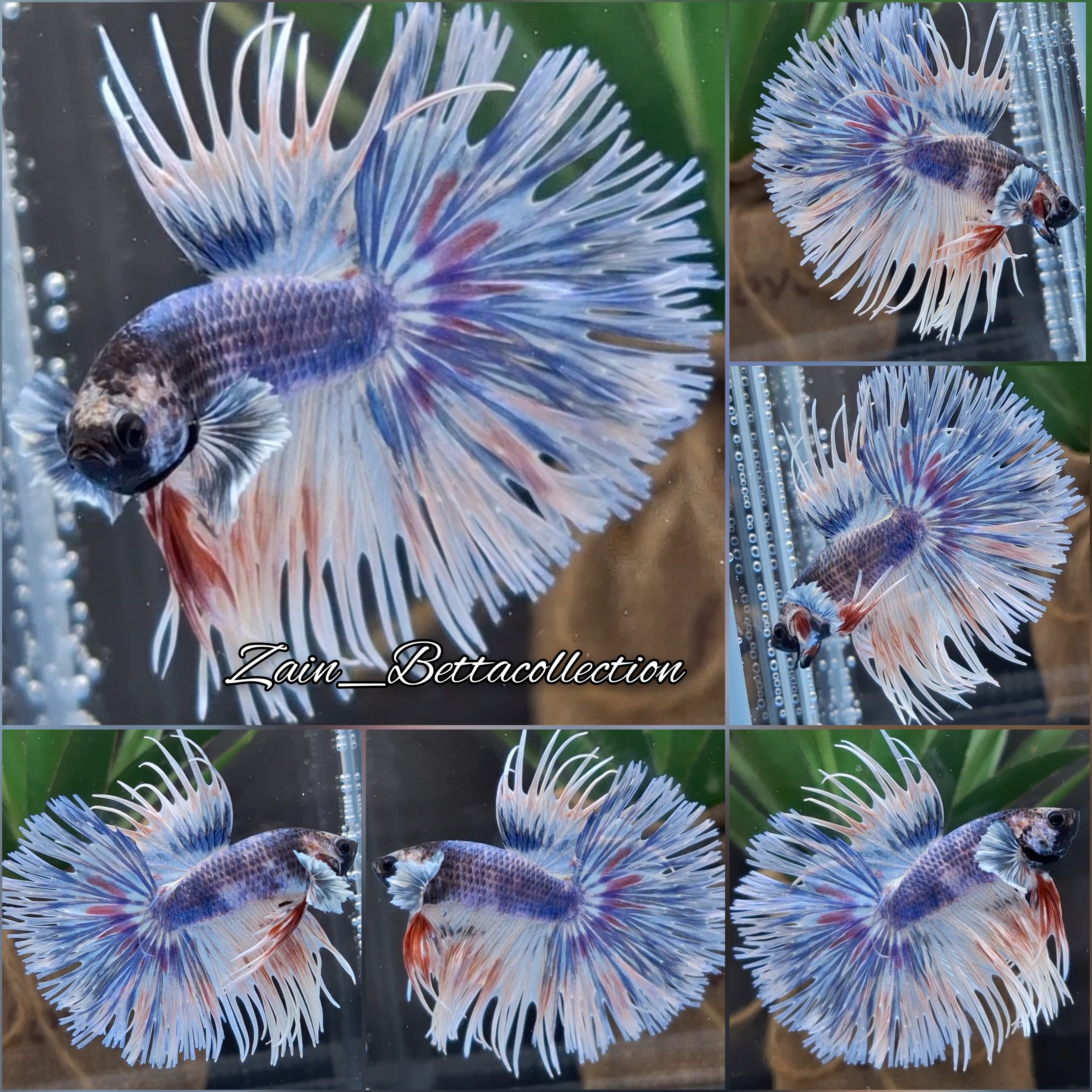 Crowntail Dumbo Ear Supper Rare Betta Fish Male