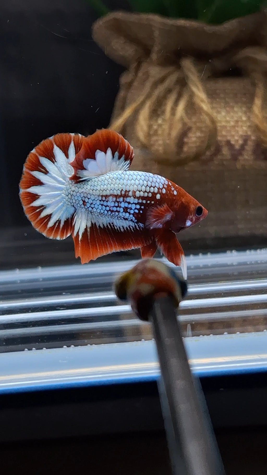 Red Fancy Copper FCCP Startail Plakat HMPK Betta Fish Male