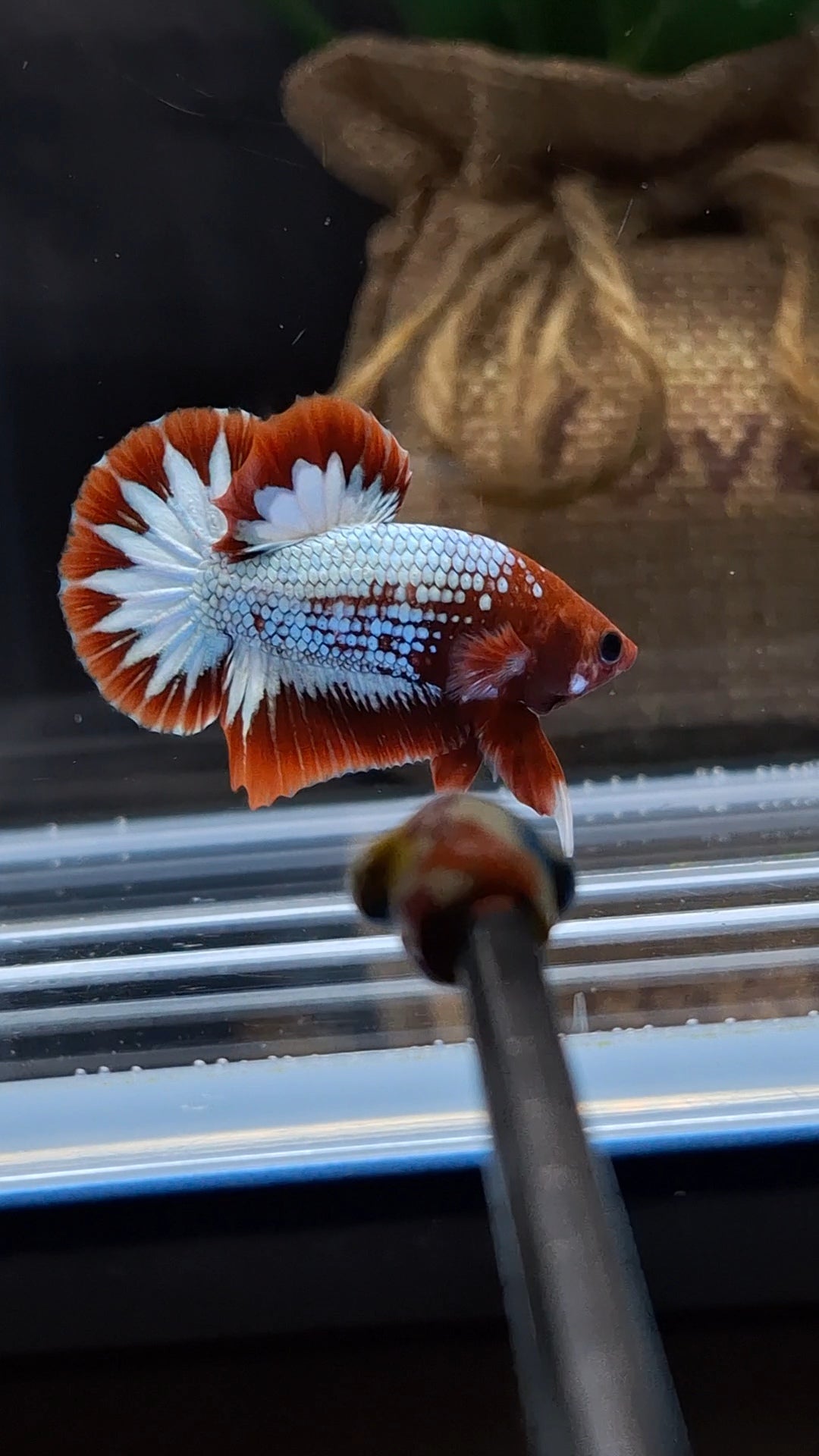 Red Fancy Copper FCCP Startail Plakat HMPK Betta Fish Male