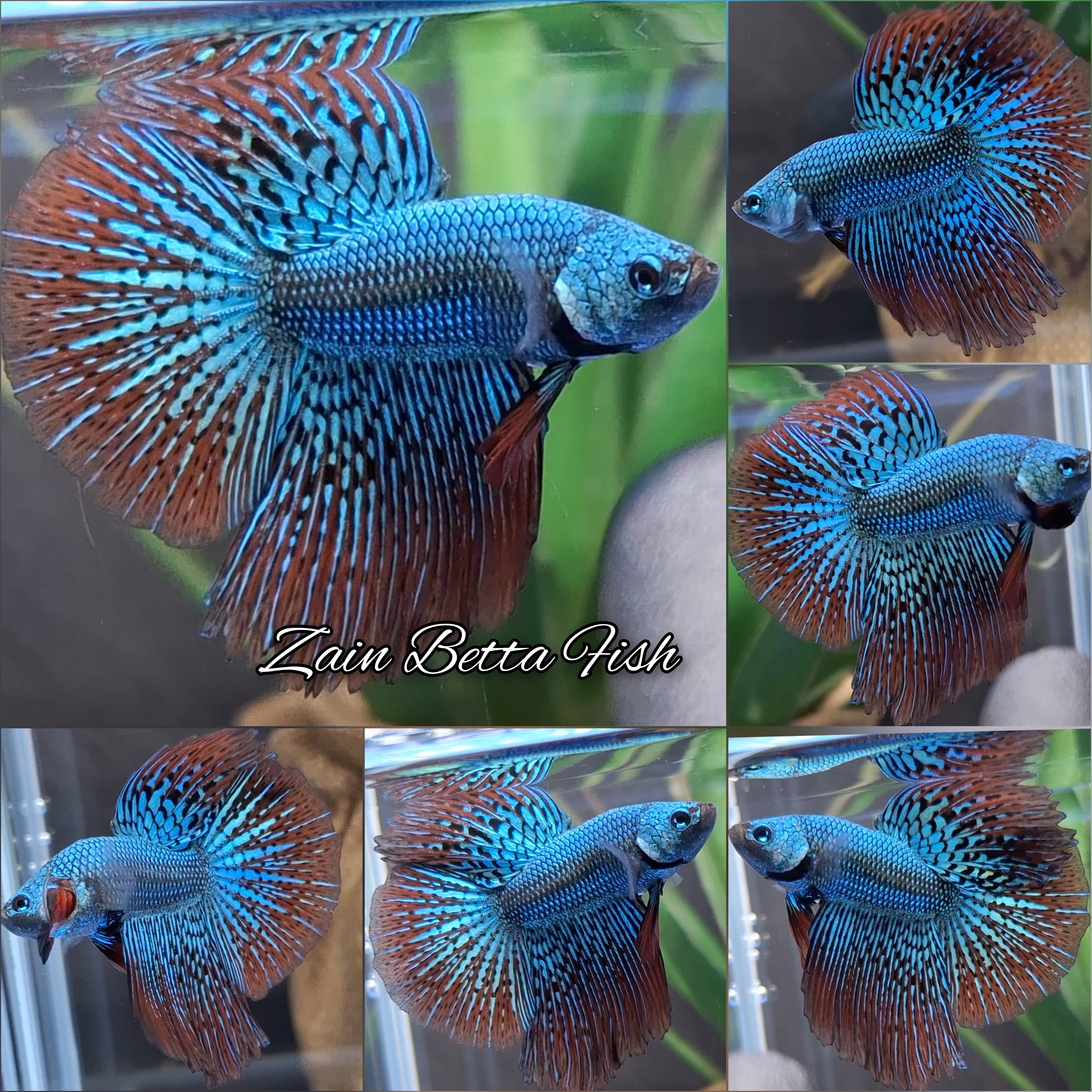 Alien Green Halfmoon Hybrid Rare Wild Betta Fish Male