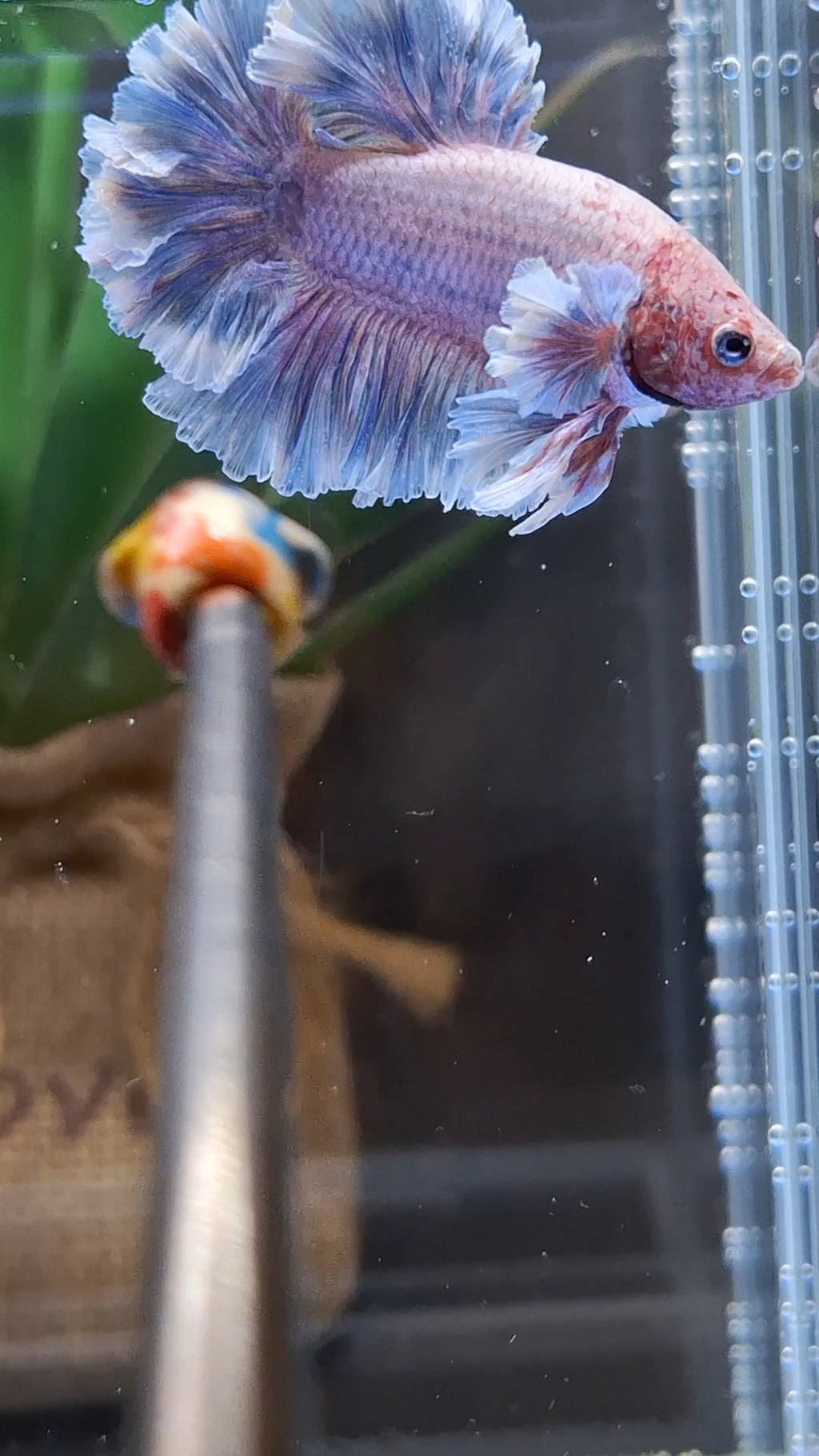 Junior King Feathertail Dumbo Ear Grizzle Purple Wash Betta Fish Male