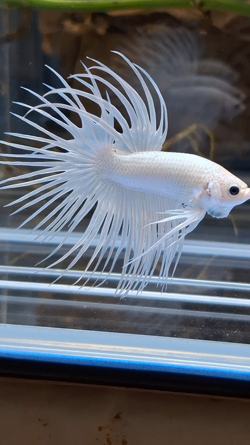 Crowntail White Platinum Betta Fish Male