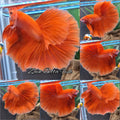 Over Halfmoon Red Solid Premium Betta Fish Male