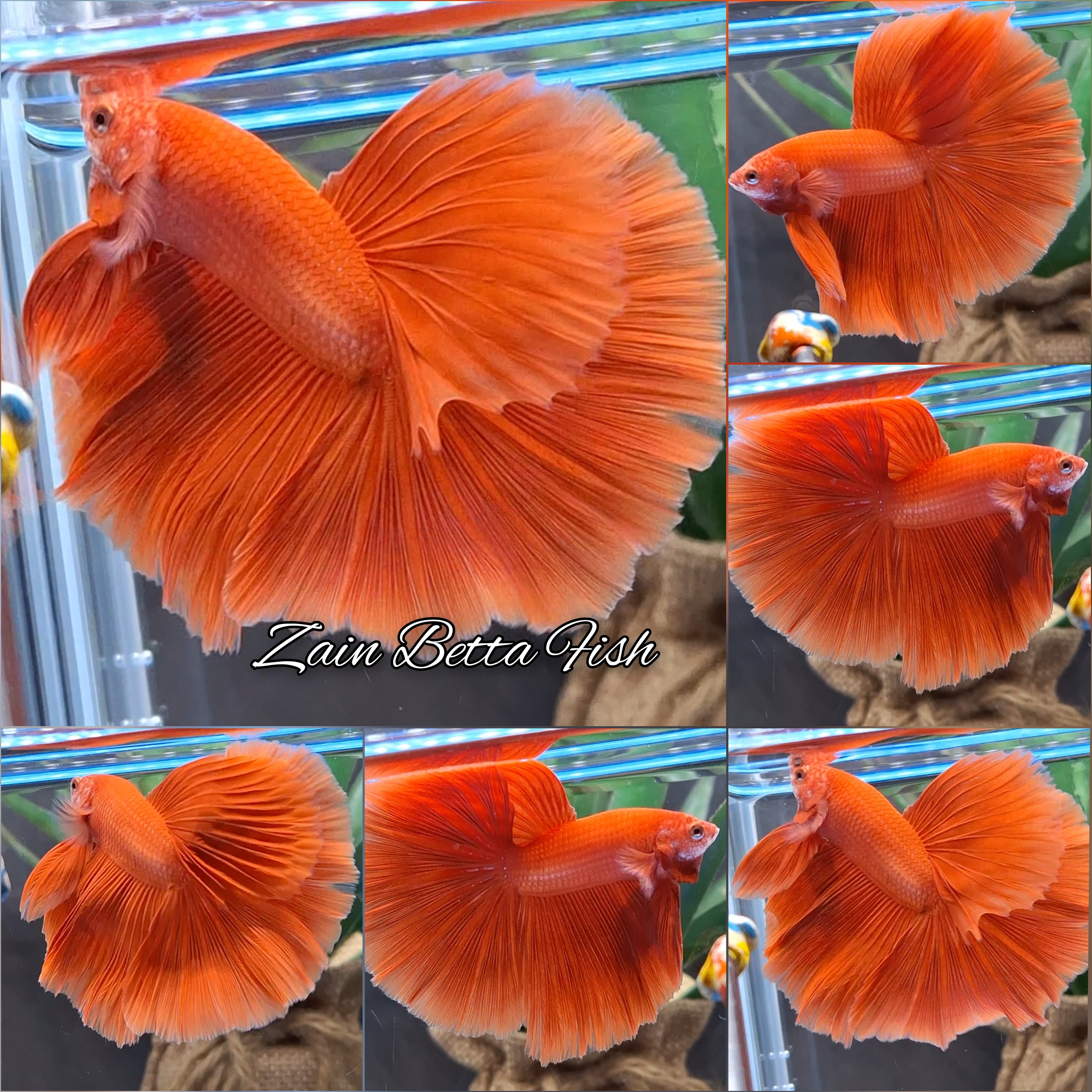 Over Halfmoon Red Solid Premium Betta Fish Male