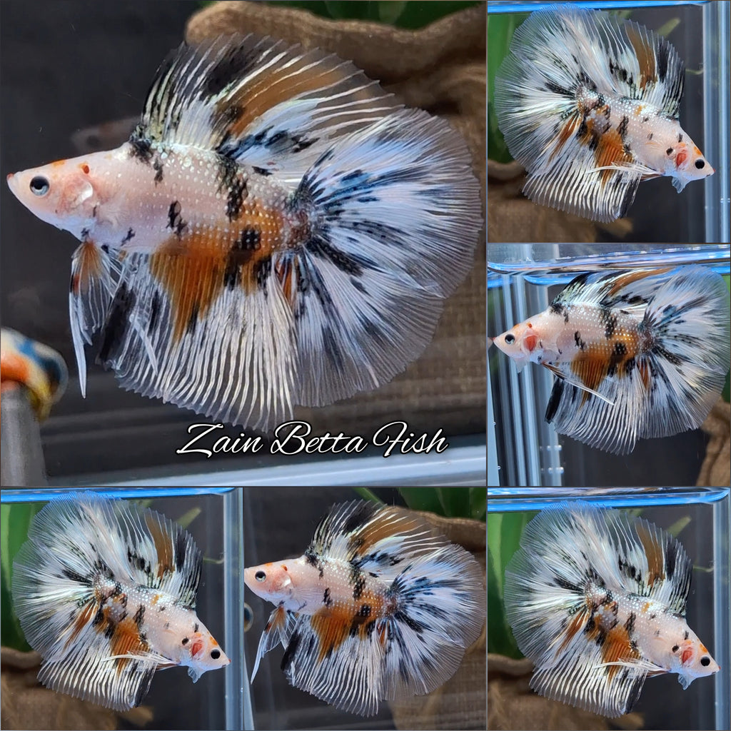 Halfmoon Double Tail Candy Copper Premium Betta Fish Male