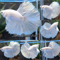 Halfmoon White Platinum Betta Fish Male