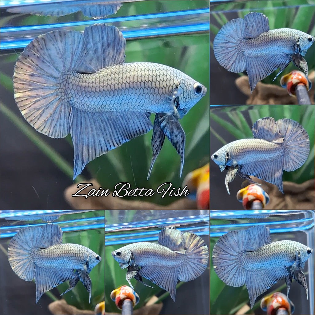 Copper Solid Premium Plakat HMPK Betta Fish