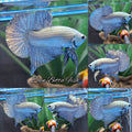 Copper Solid Premium Plakat HMPK Betta Fish
