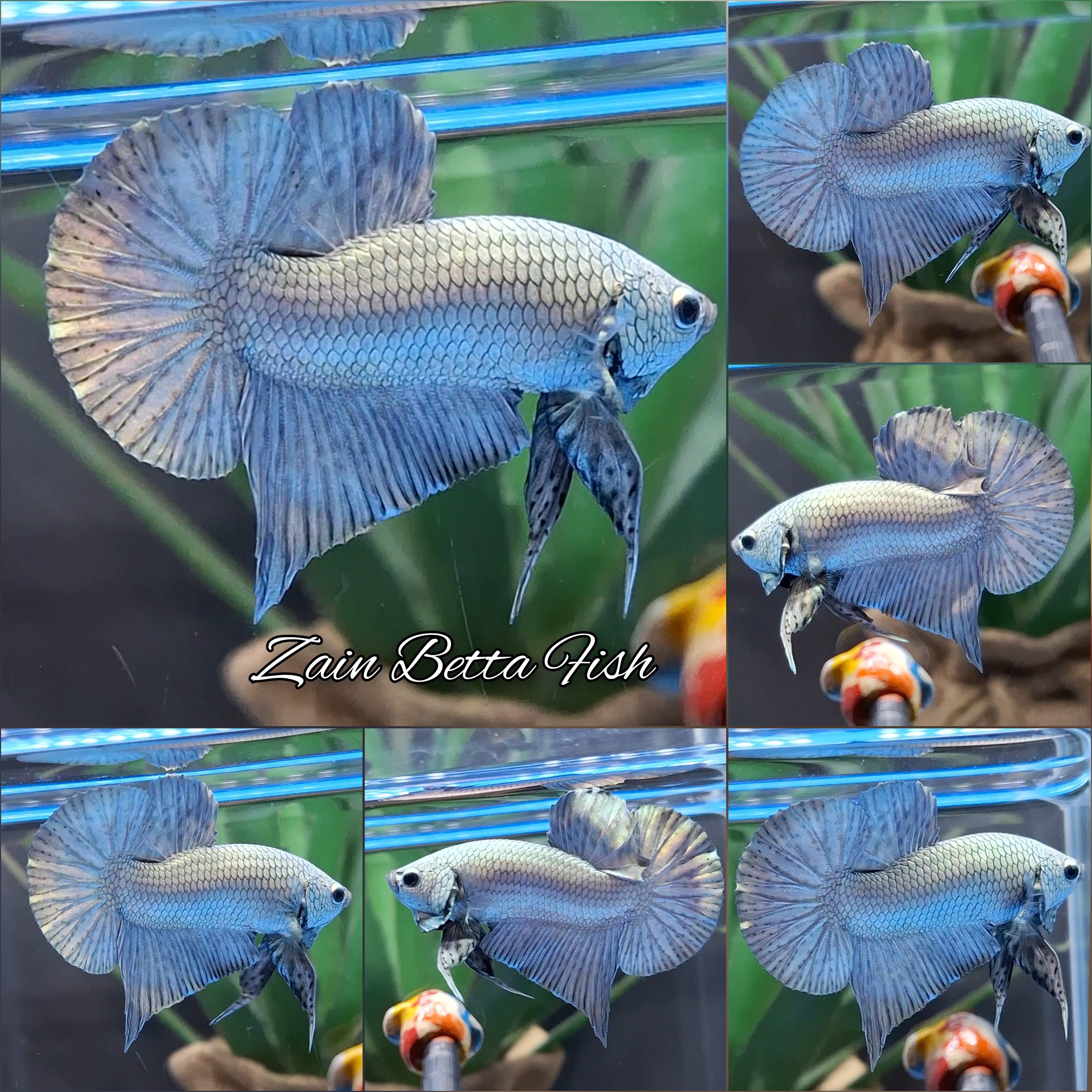 Copper Solid Premium Plakat HMPK Betta Fish