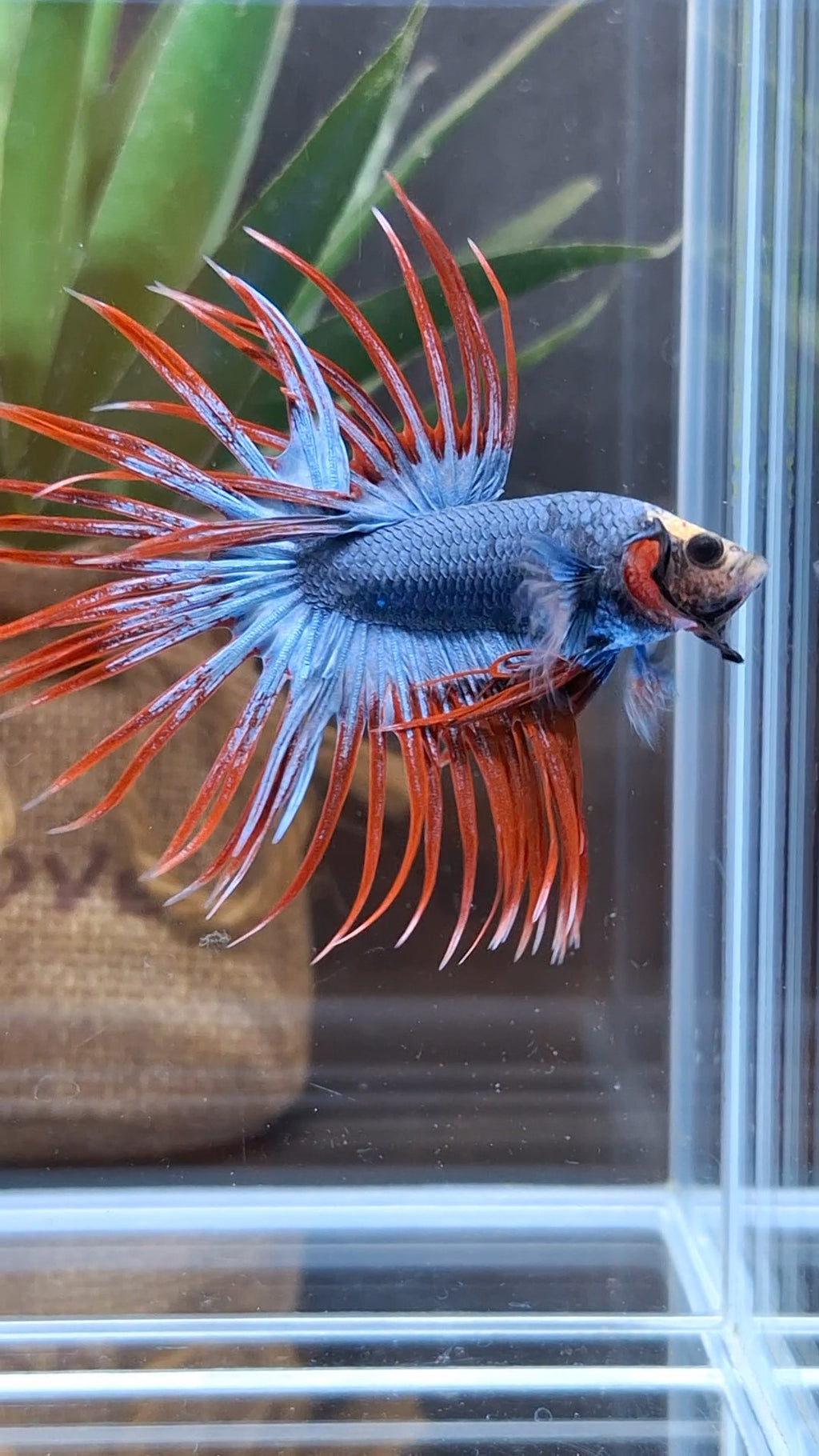Crowntail Mascot Betta Fish Male