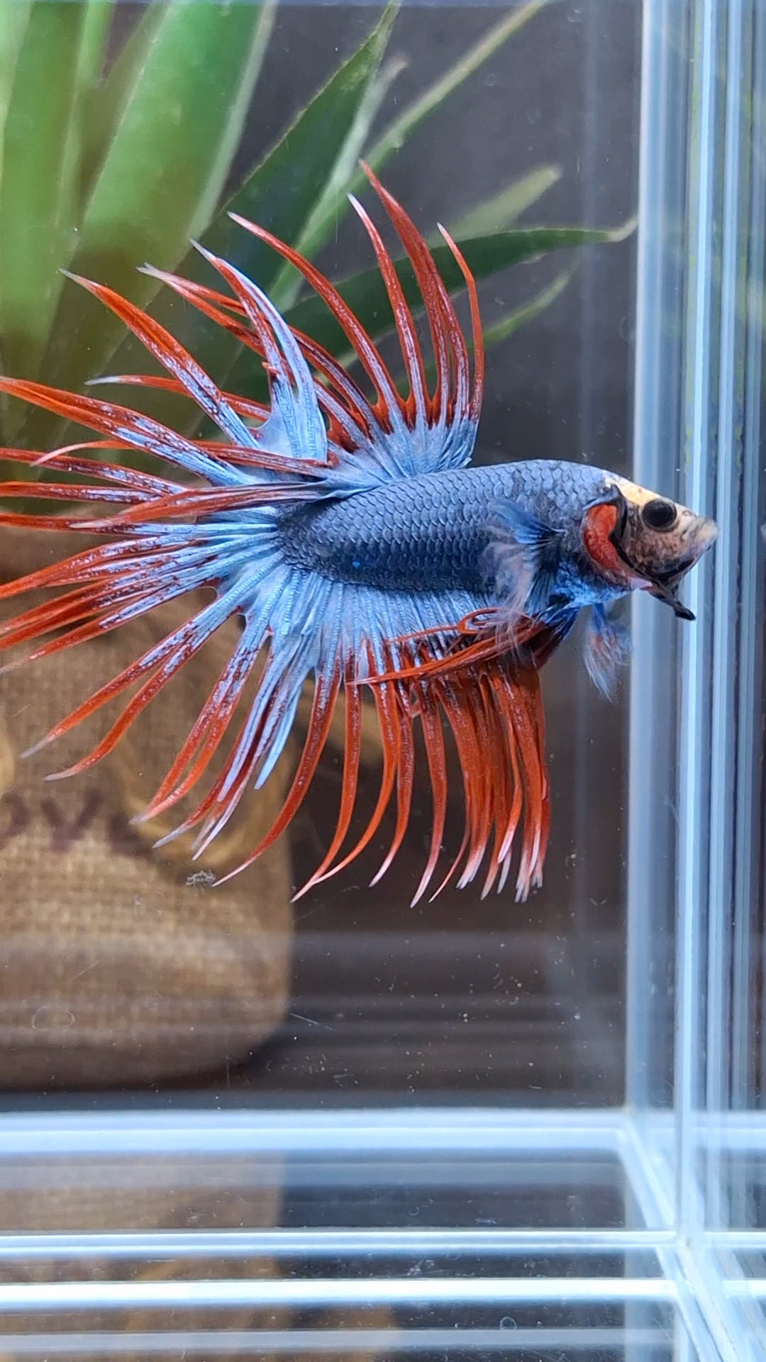 Crowntail Mascot Betta Fish Male