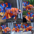 Multicolor Metalic Strong Color HMPK Betta Fish Male