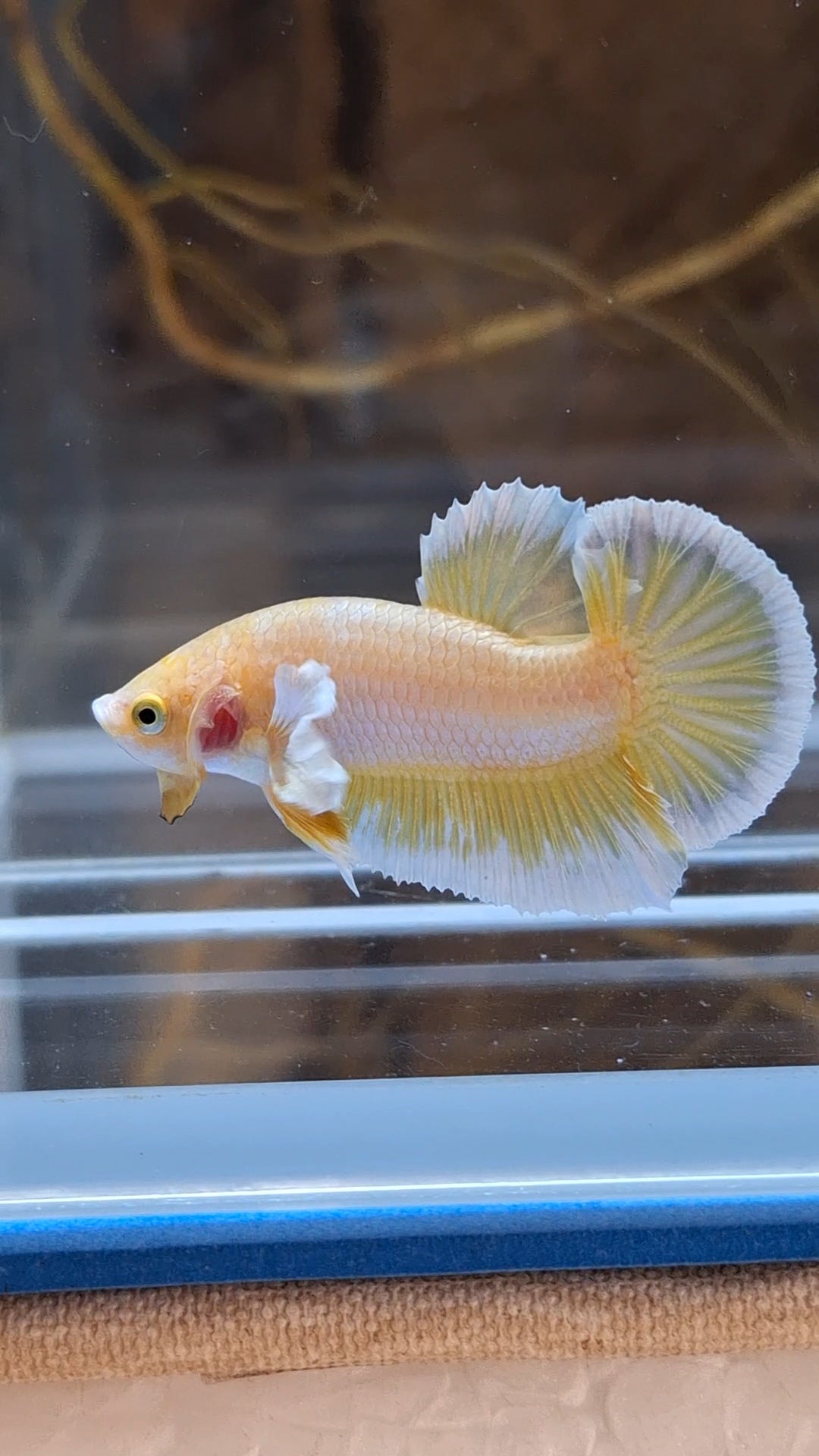Gold Big Ear Butterfly Plakat Betta Fish Male