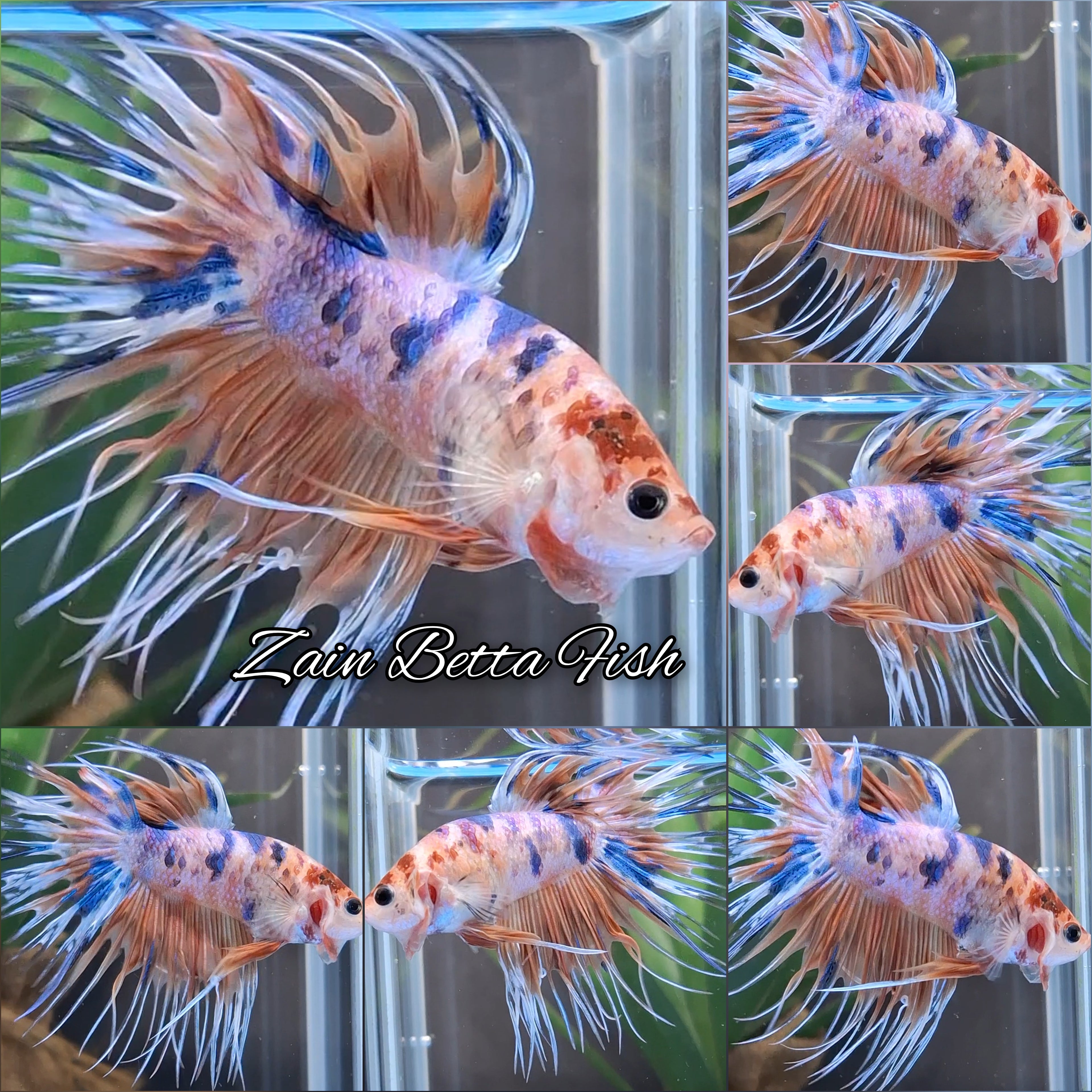 Crowntail Candy Koi Betta Fish Male