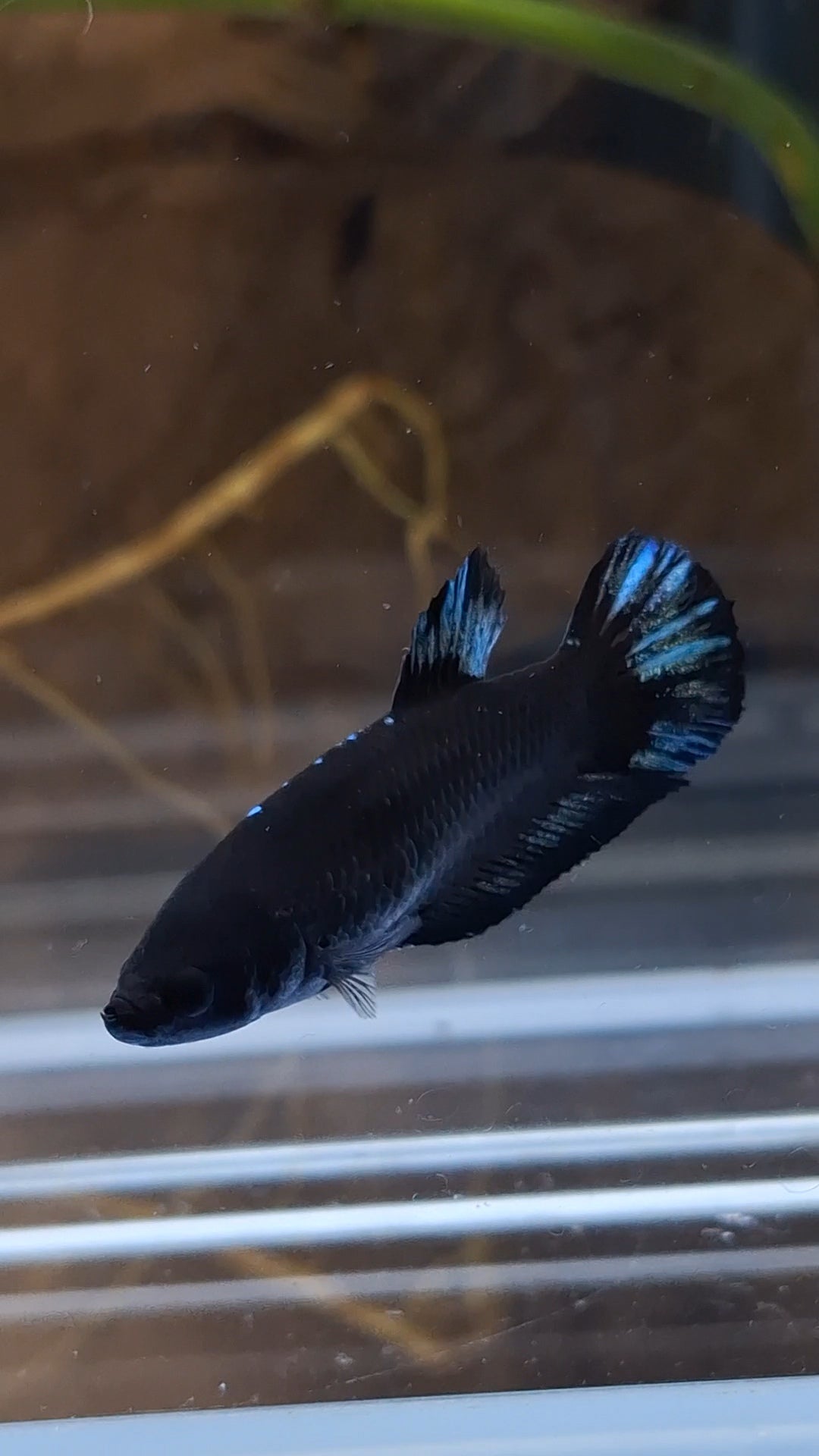 Avatar Black Blue Light Plakat Female Betta Fish For Sorority / Breed