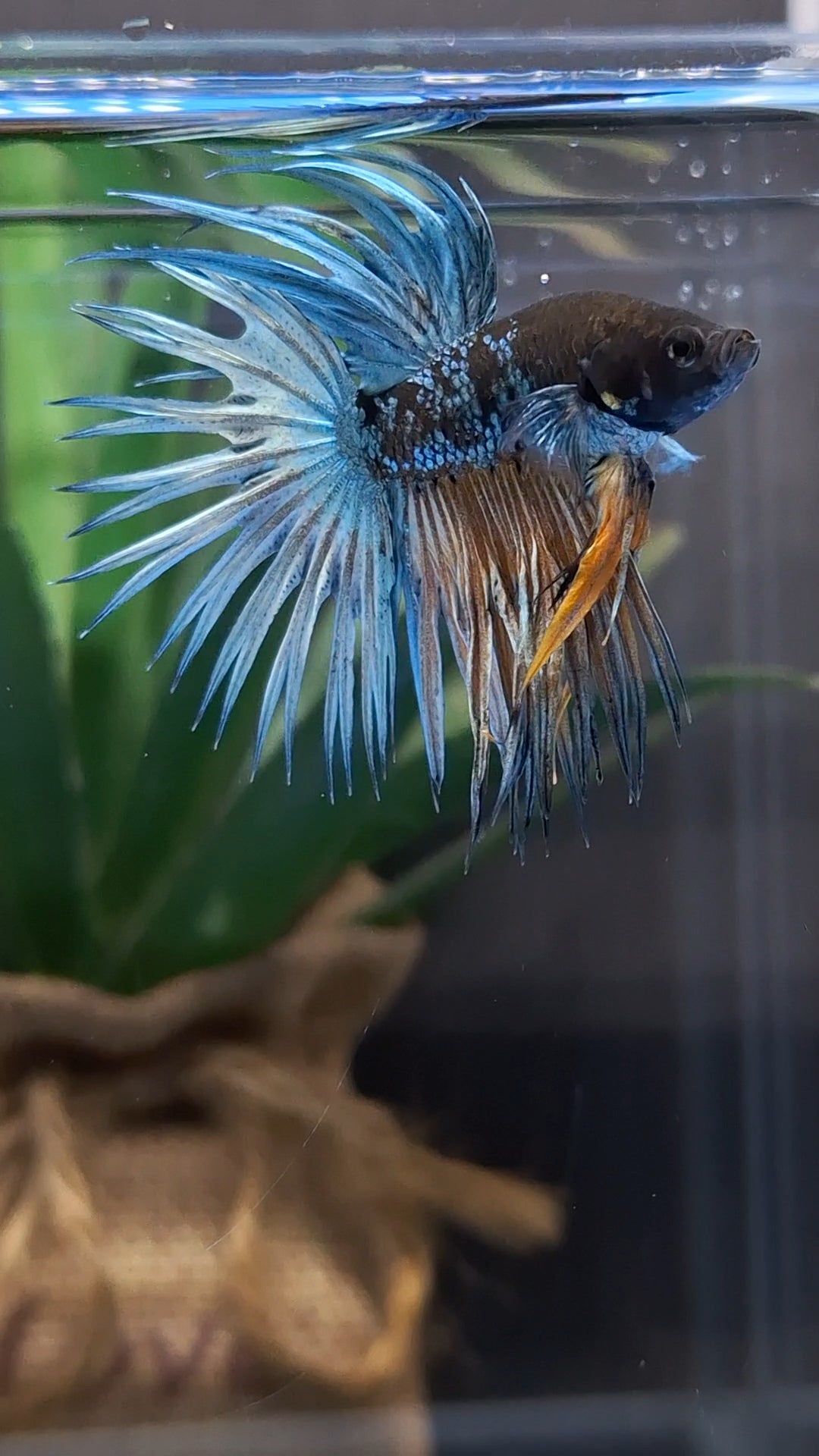Crowntail Avatar Copper Rare Betta Fish Male