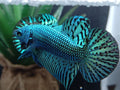 Green Alien HMPK Wild Betta Fish Male