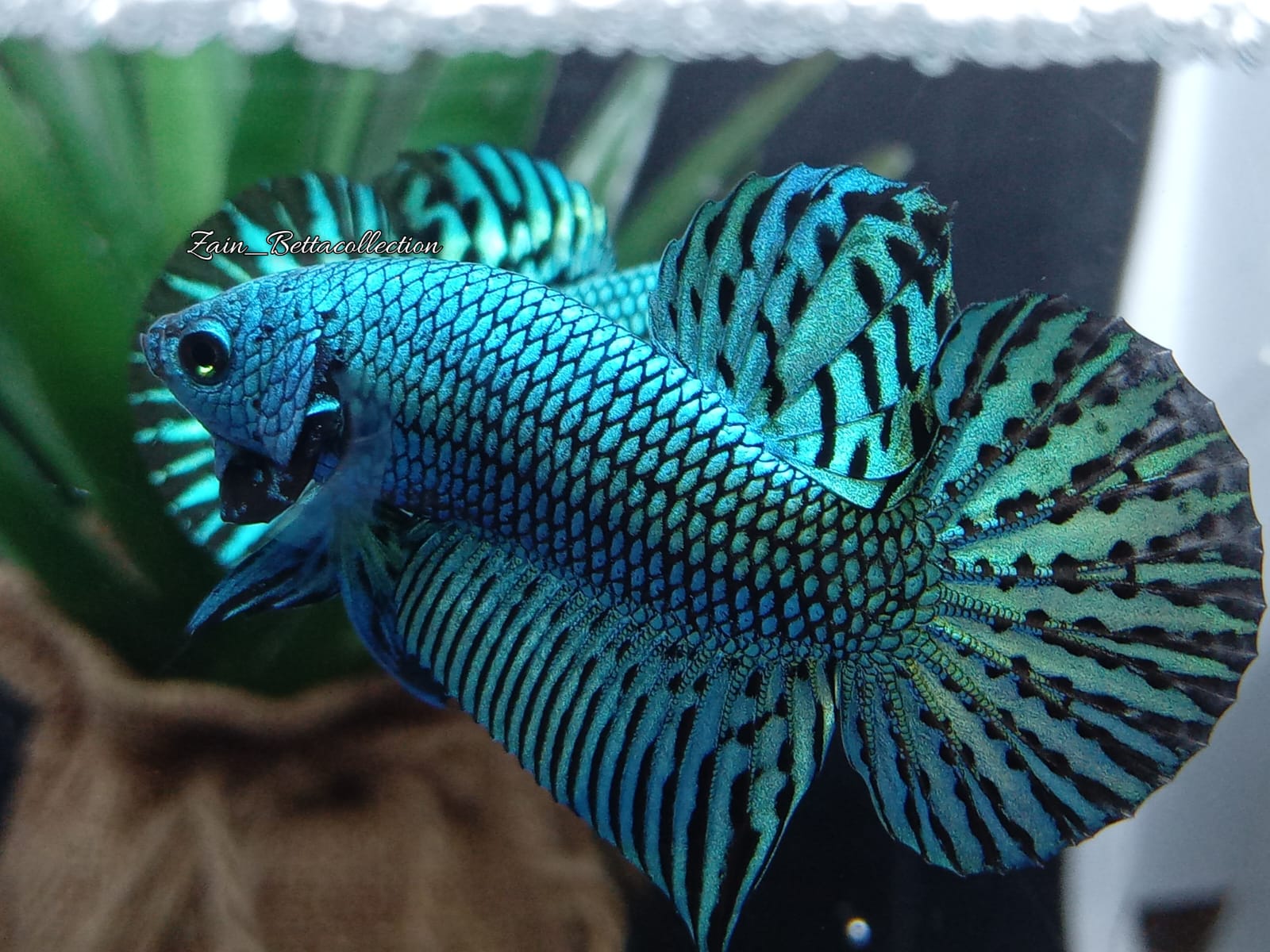 Green Alien HMPK Wild Betta Fish Male