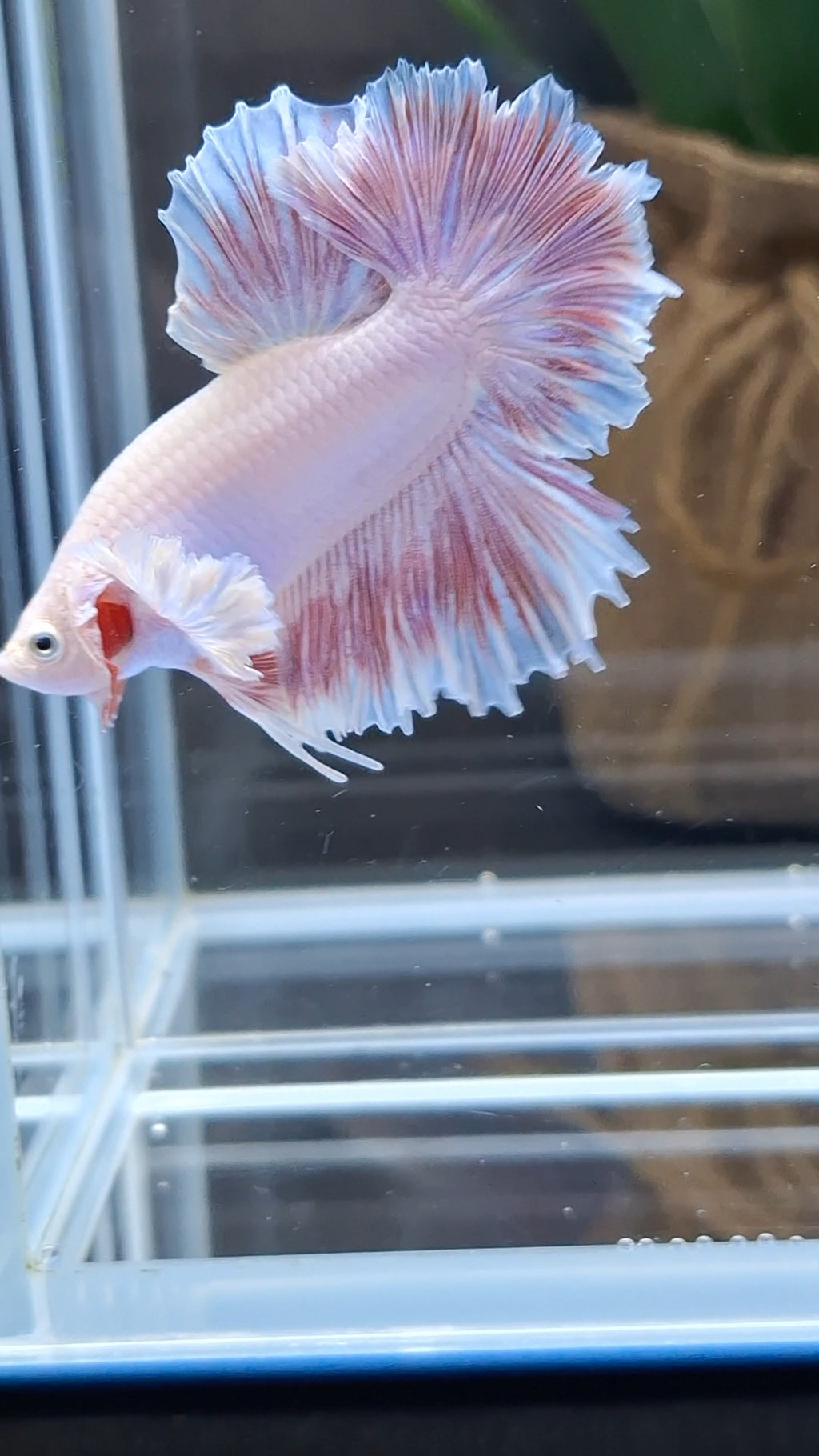 King Feathertail Dumbo Ear Pink Butterfly Betta Fish Male