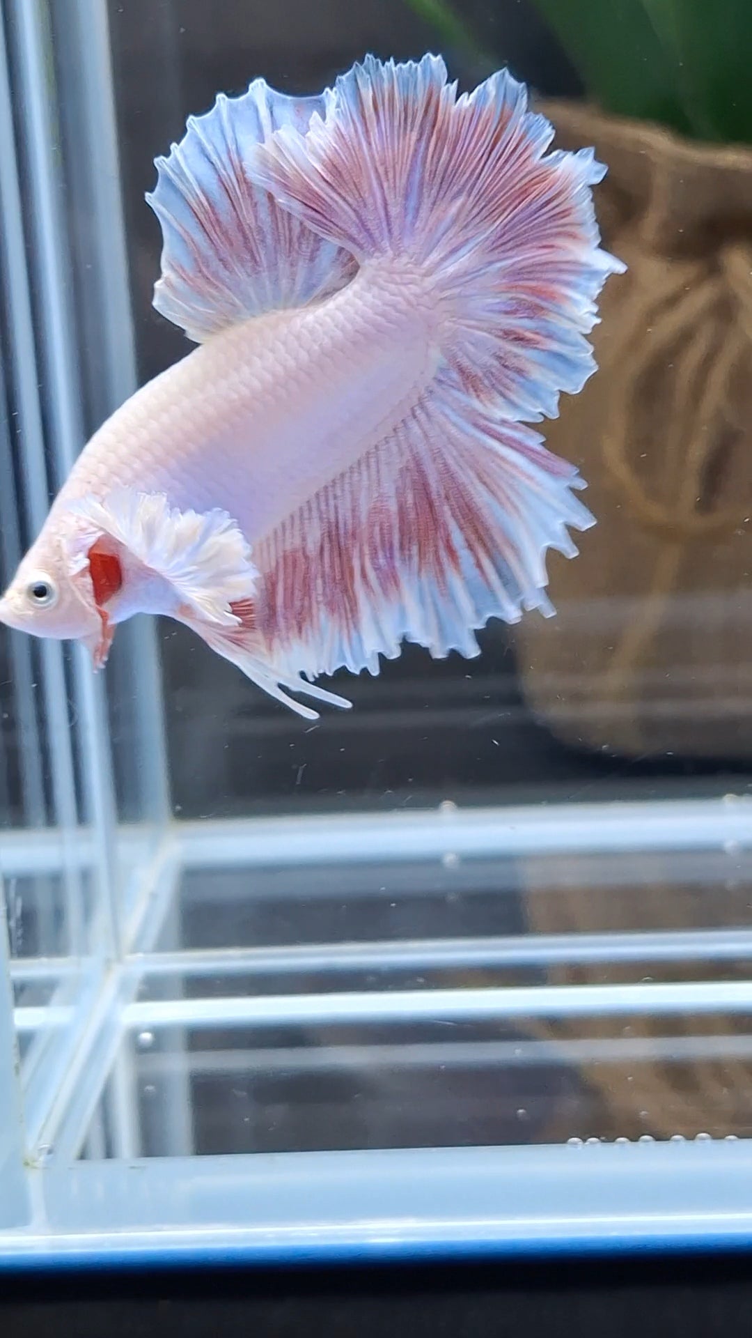 King Feathertail Dumbo Ear Pink Butterfly Betta Fish Male